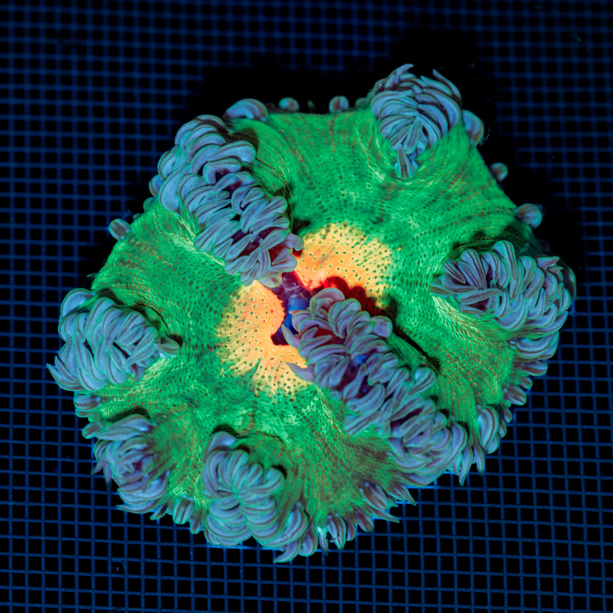 Ultra Rock Flower Anemone with colorful oral disc in reef aquarium