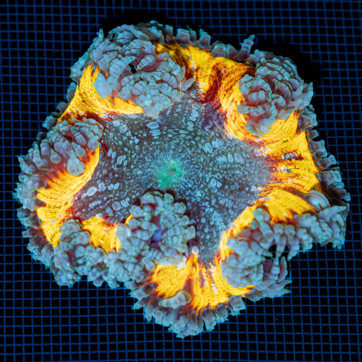 Ultra Rock Flower Anemone with colorful oral disc in reef aquarium