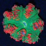 Ultra Rock Flower Anemone with colorful oral disc in reef aquarium