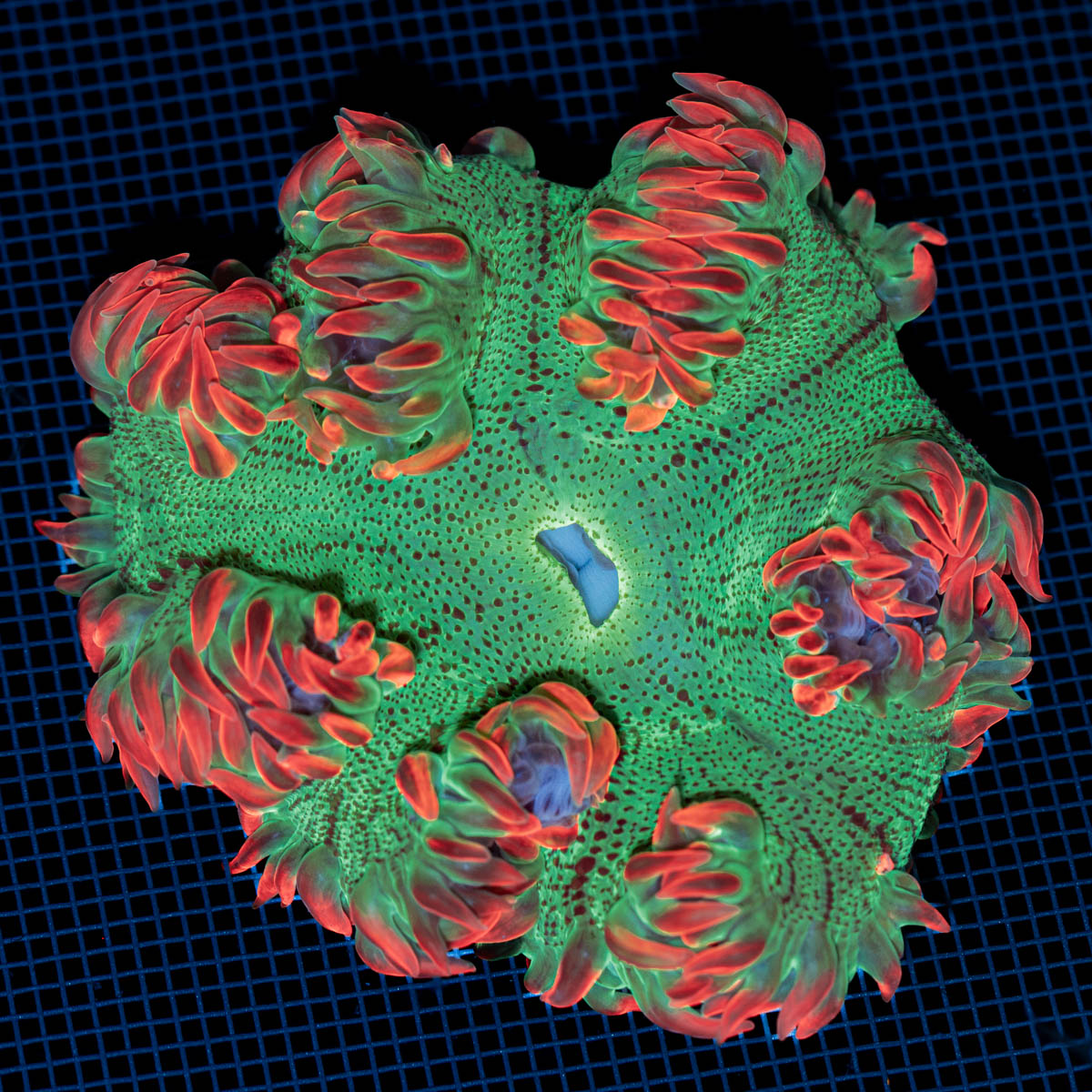 Ultra Rock Flower Anemone with colorful oral disc in reef aquarium