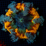 Ultra Rock Flower Anemone with colorful oral disc in reef aquarium