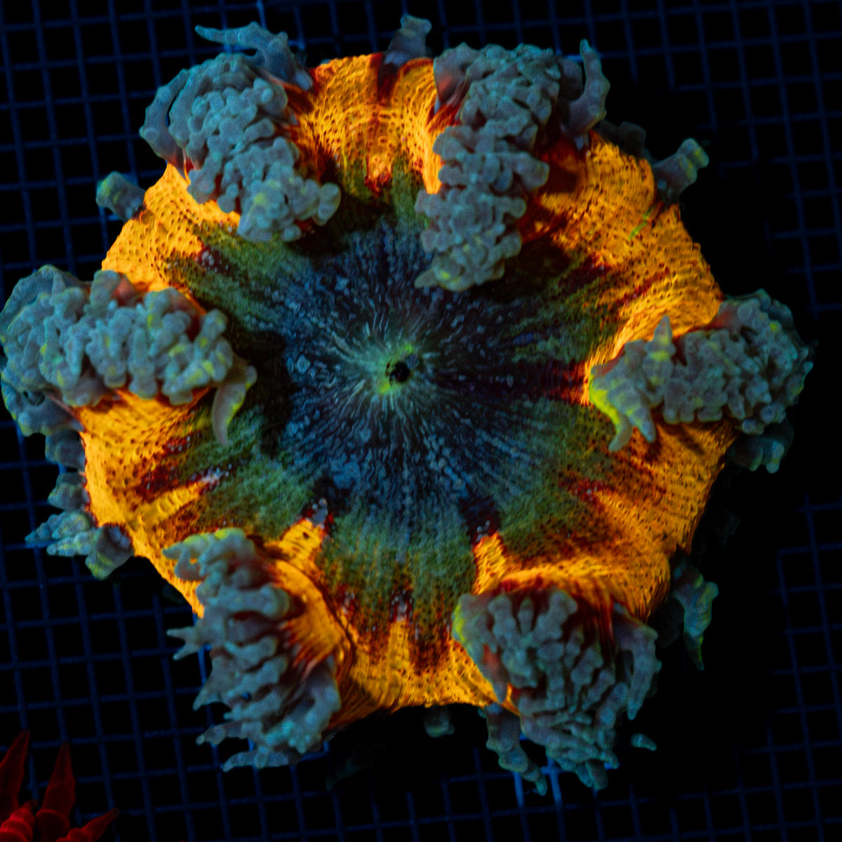 Ultra Rock Flower Anemone with colorful oral disc in reef aquarium