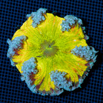 Ultra Rock Flower Anemone with colorful oral disc in reef aquarium