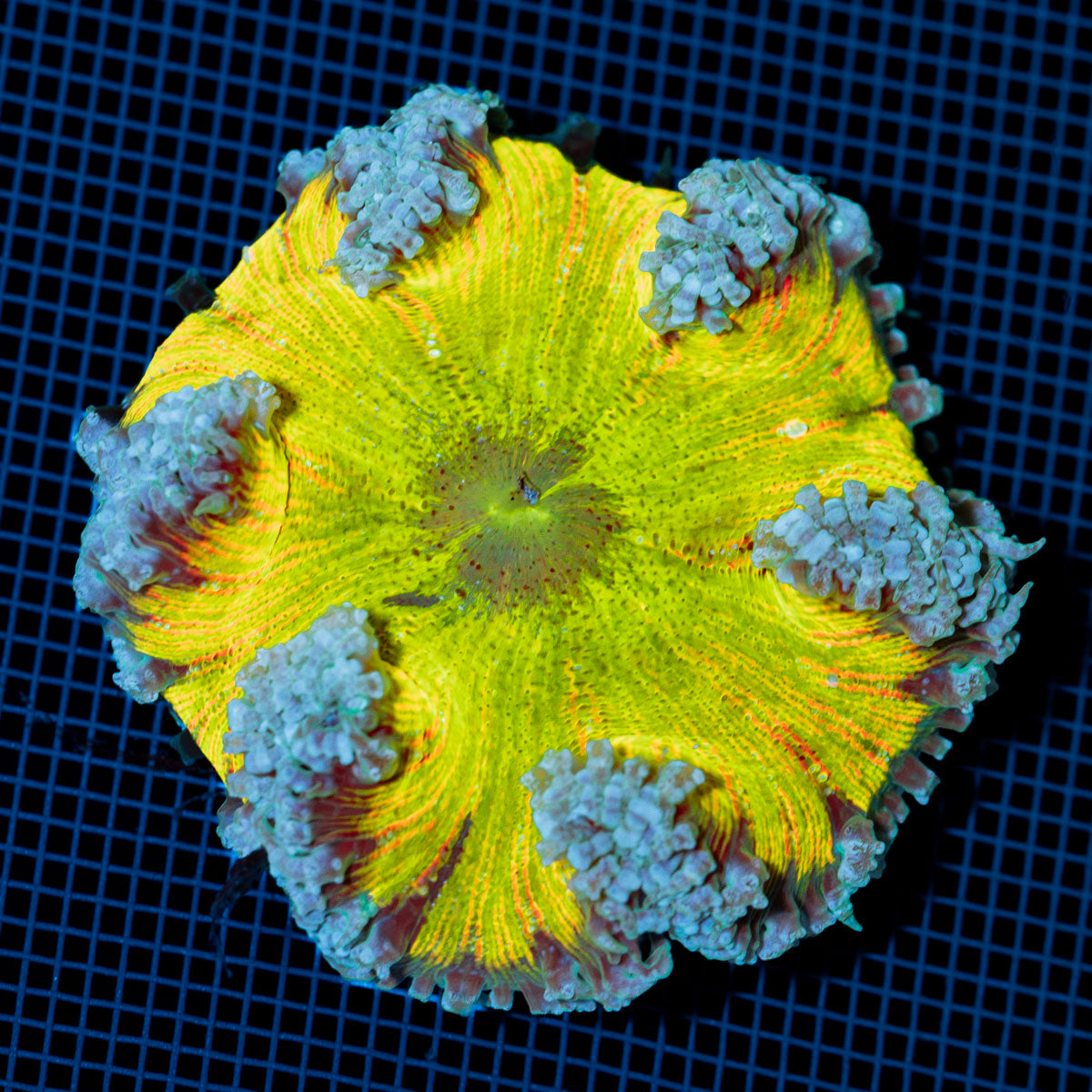 Ultra Rock Flower Anemone with colorful oral disc in reef aquarium