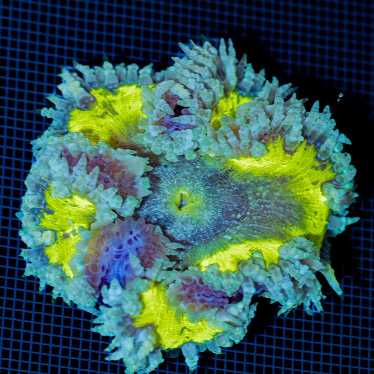 Ultra Rock Flower Anemone with colorful oral disc in reef aquarium