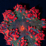 Ultra Rock Flower Anemone showcasing its colorful oral disc in reef aquarium