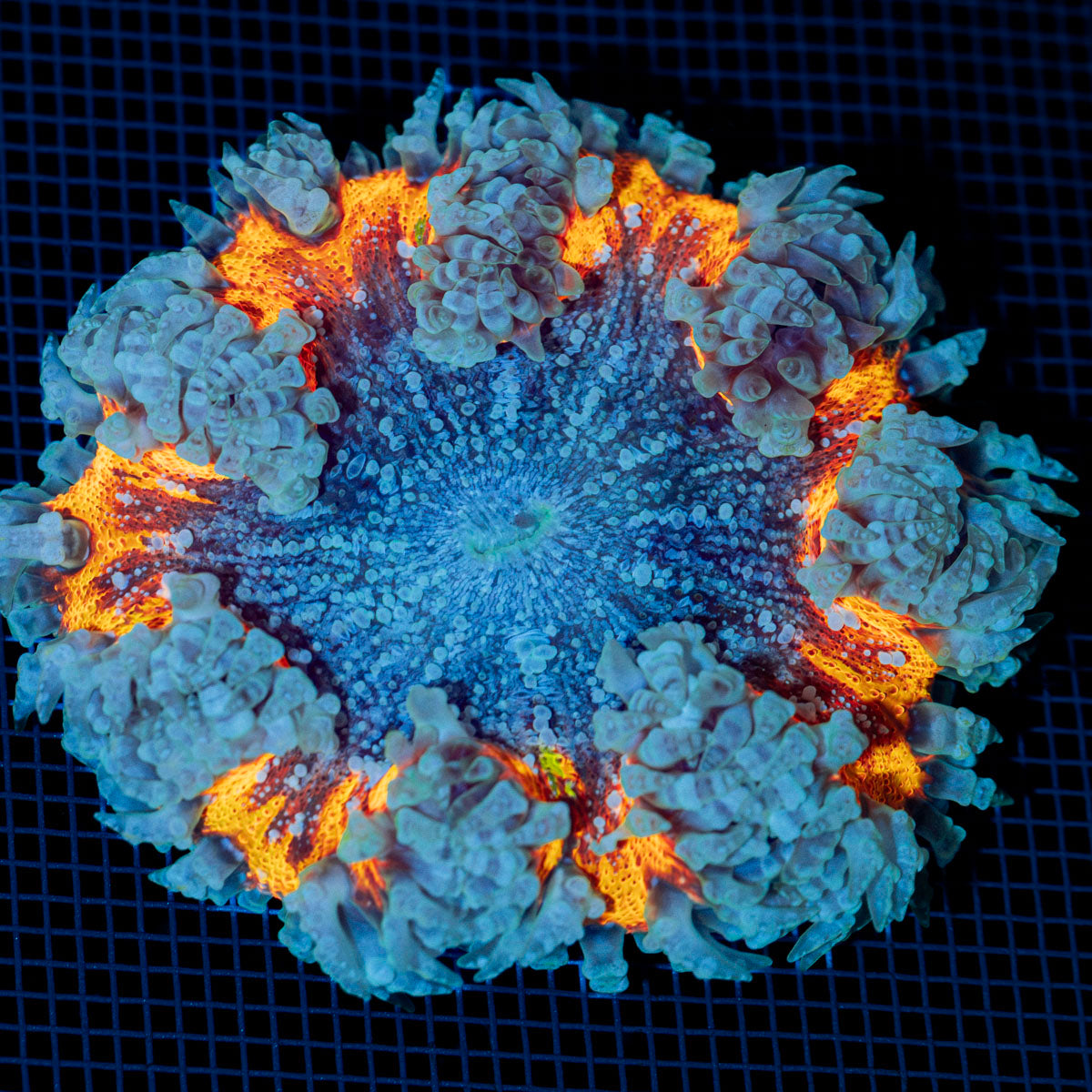 Ultra Rock Flower Anemone with colorful oral disc in reef aquarium