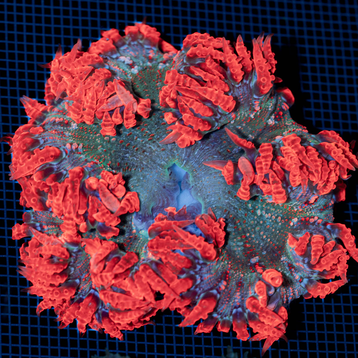 Ultra Rock Flower Anemone with colorful oral disc in reef aquarium