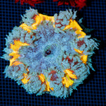 Ultra Rock Flower Anemone with colorful oral disc in reef aquarium