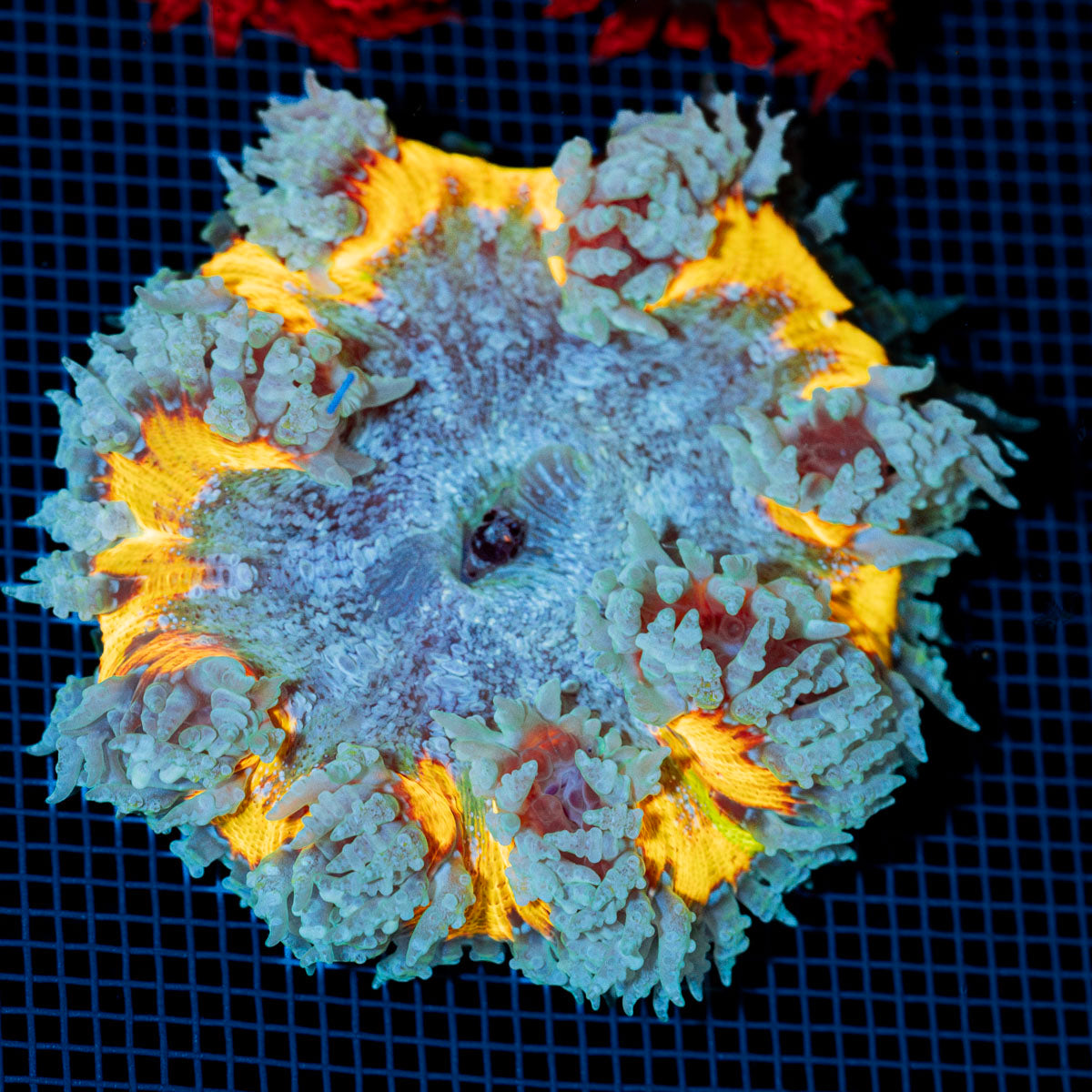 Ultra Rock Flower Anemone with colorful oral disc in reef aquarium