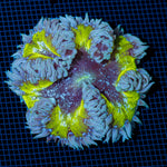 Ultra Rock Flower Anemone with colorful oral disc in reef aquarium