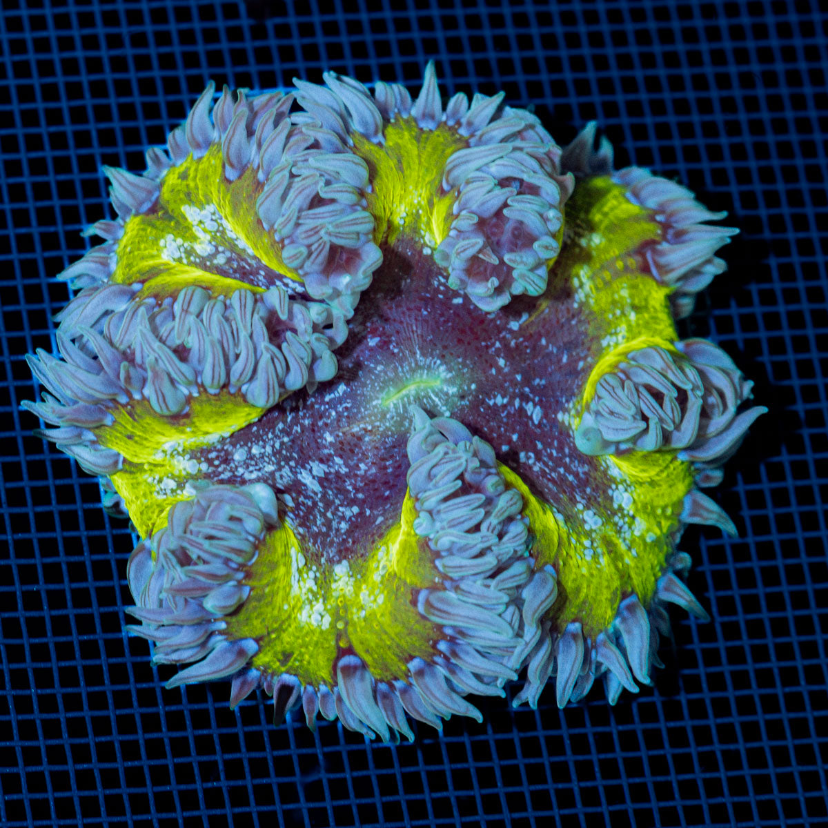 Ultra Rock Flower Anemone with colorful oral disc in reef aquarium