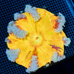 Ultra Rock Flower Anemone with colorful oral disc in reef aquarium