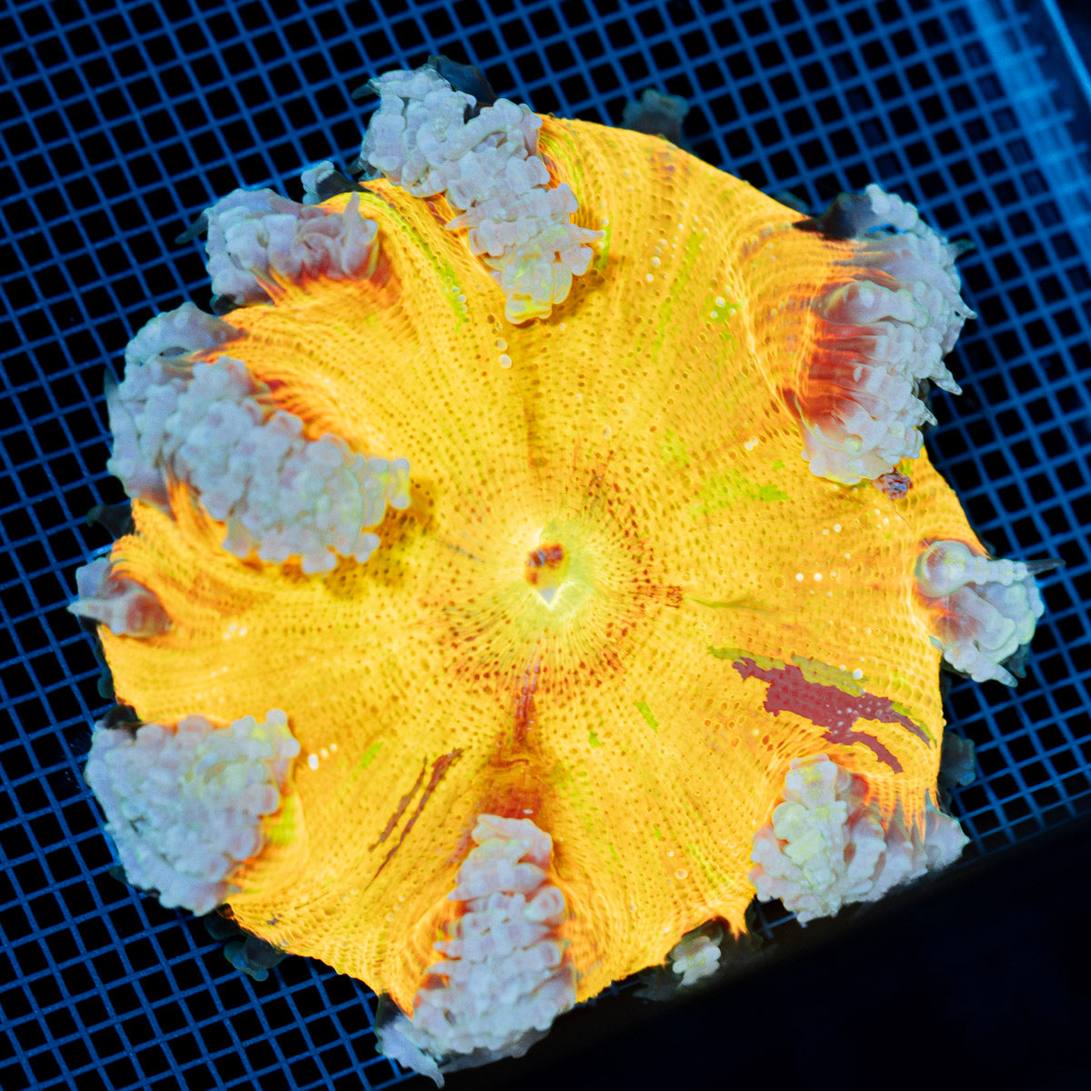 Ultra Rock Flower Anemone with colorful oral disc in reef aquarium