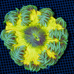Ultra Rock Flower Anemone with colorful oral disc in reef aquarium
