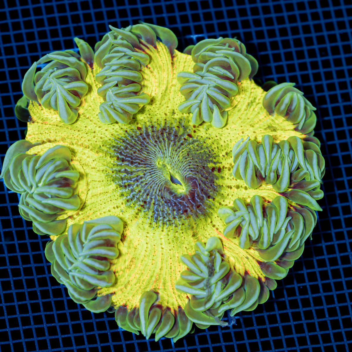 Ultra Rock Flower Anemone with colorful oral disc in reef aquarium