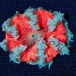 Ultra Rock Flower Anemone with colorful oral disc in reef aquarium