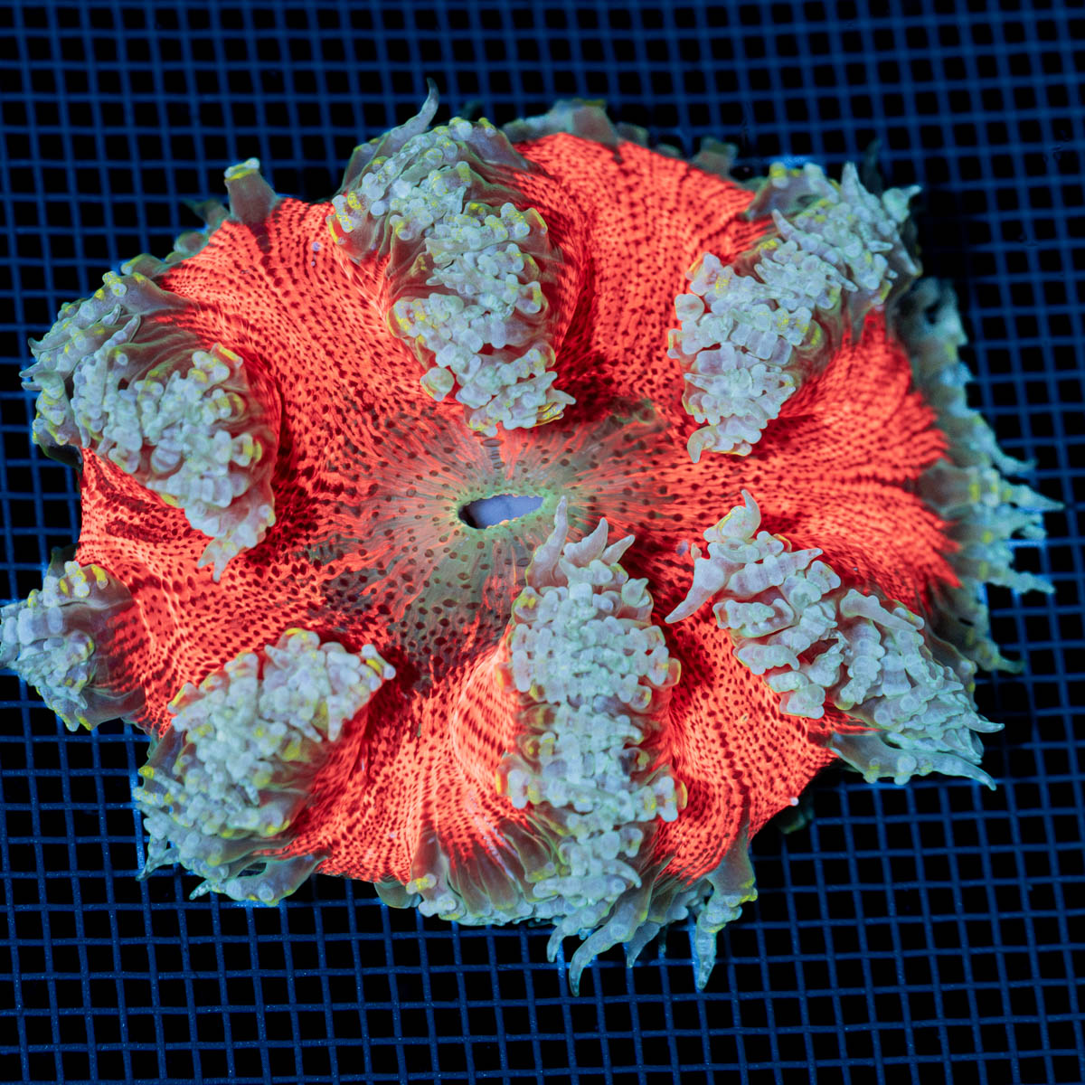 Ultra Rock Flower Anemone with colorful oral disc in reef aquarium