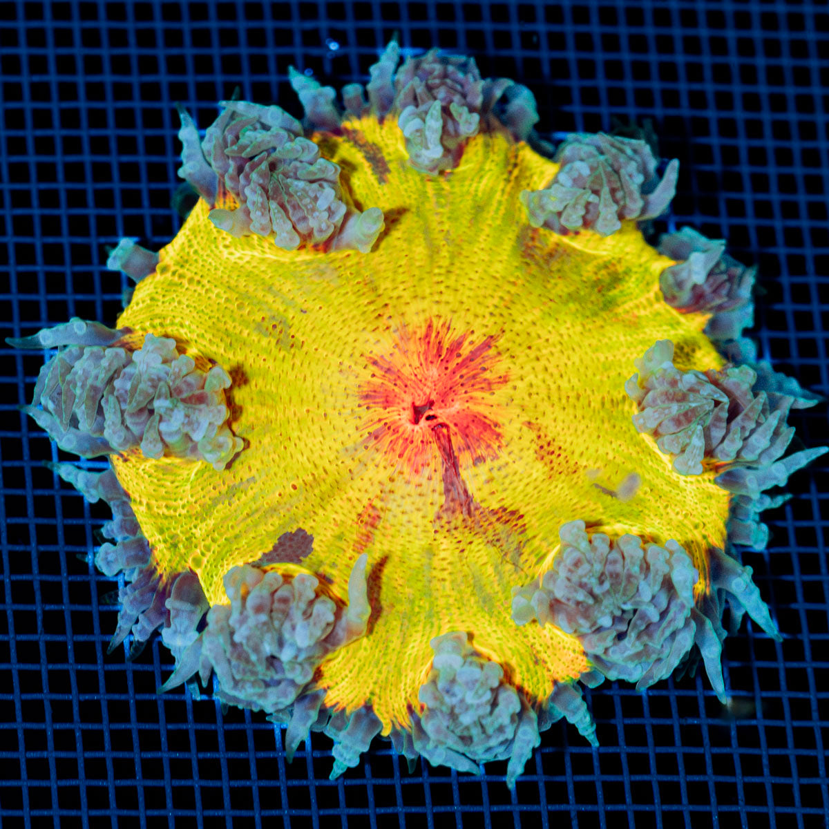 Ultra Rock Flower Anemone with colorful oral disc in reef aquarium