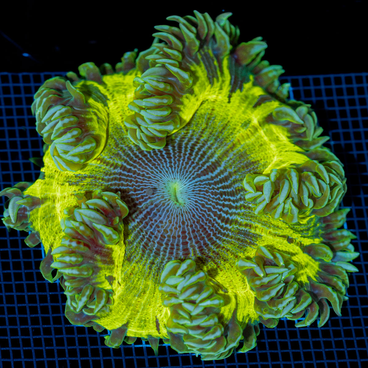 Ultra Rock Flower Anemone with colorful oral disc in reef aquarium