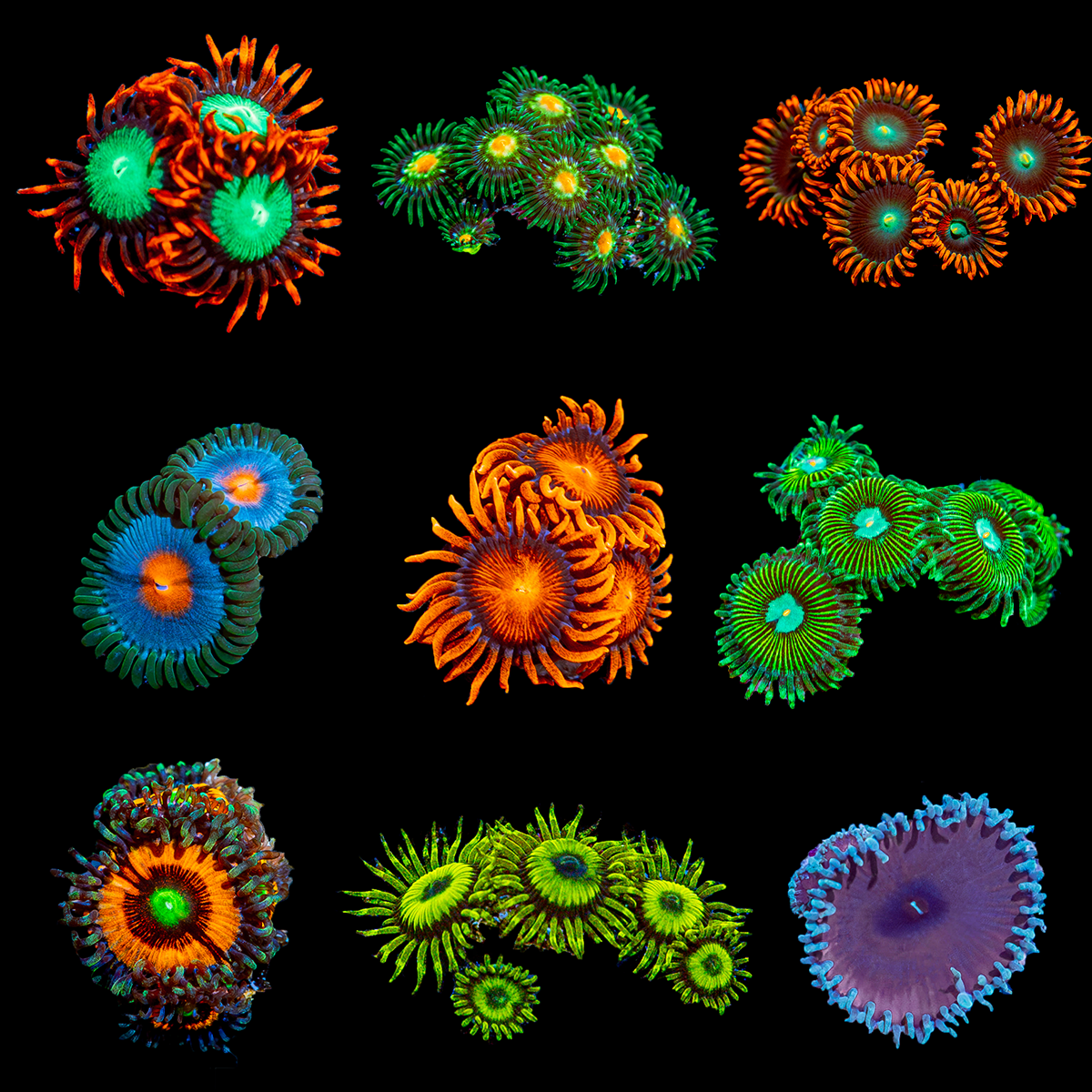 5 Piece Zoanthid - Zoanthid Starter Pack - riptide aquaculture llc