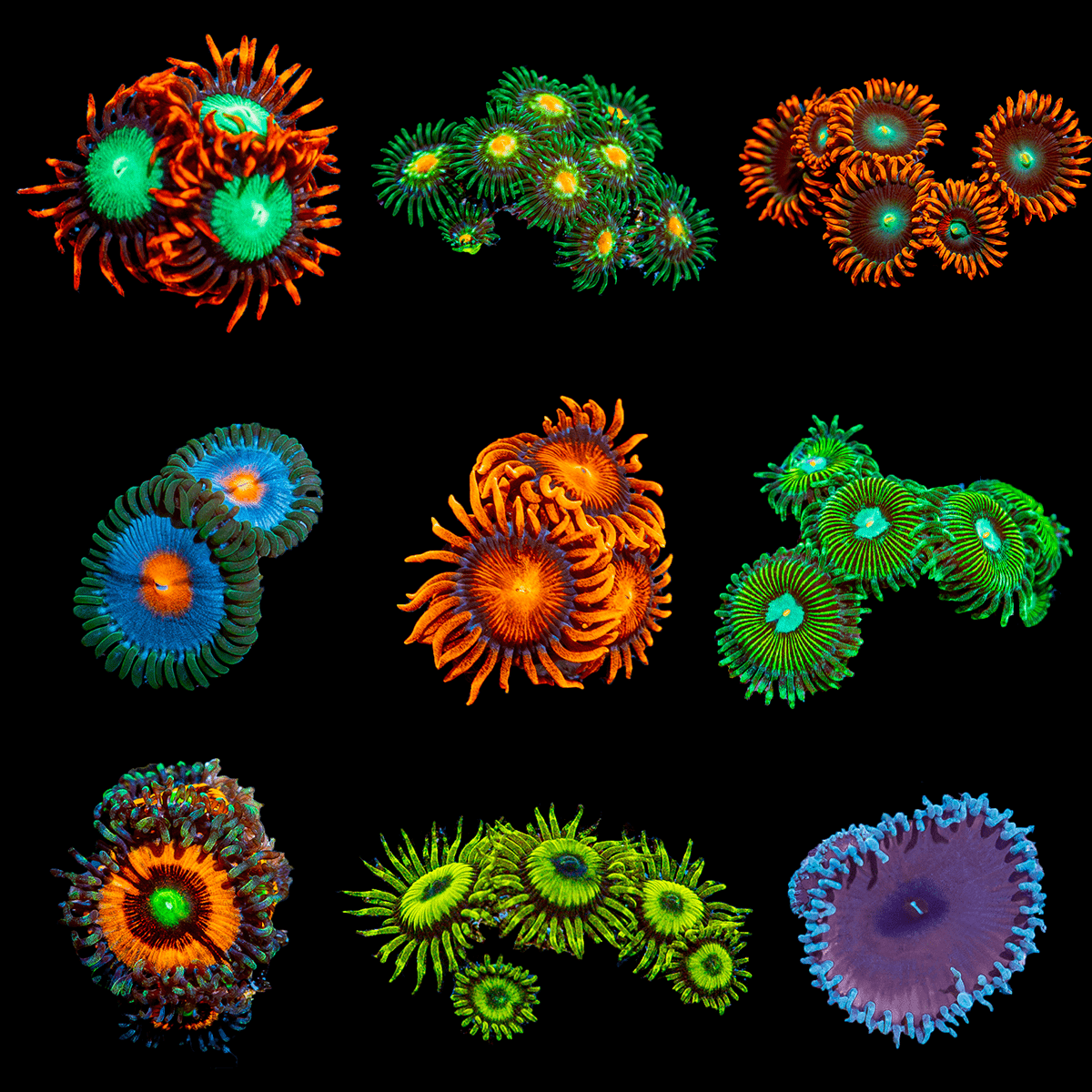 5 Piece Zoanthid - Soft Coral Starter Pack