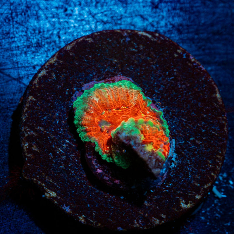 A$$ Fungus Favia Coral with encrusting growth in reef aquarium
