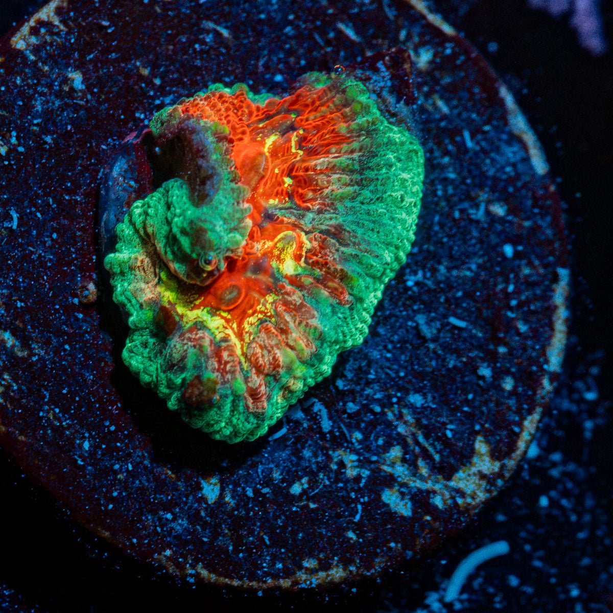 A$$ Fungus Favia Coral with encrusting growth in reef aquarium