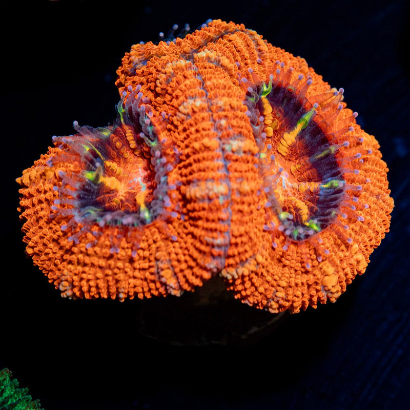 Acan Coral