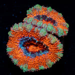 Acan coral with fleshy polyps in reef aquarium