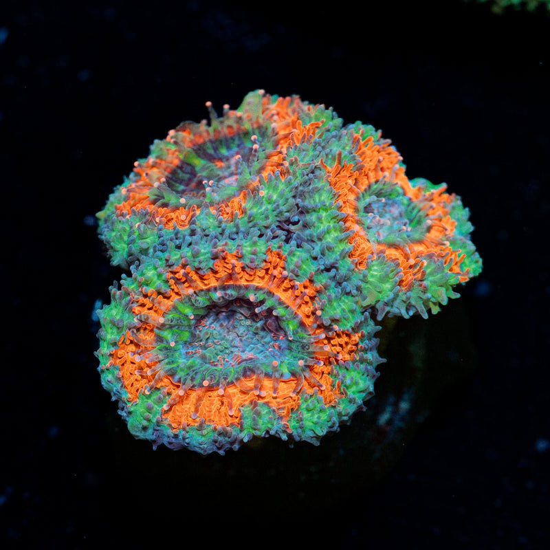 Acan Coral