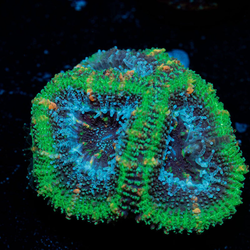 Acan Coral