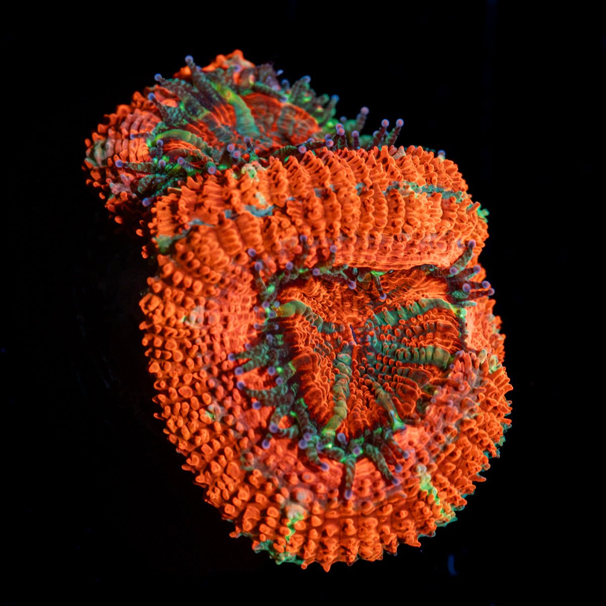 Acan Coral with fleshy polyps in reef aquarium