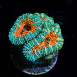 Acan Coral with fleshy polyps in reef aquarium