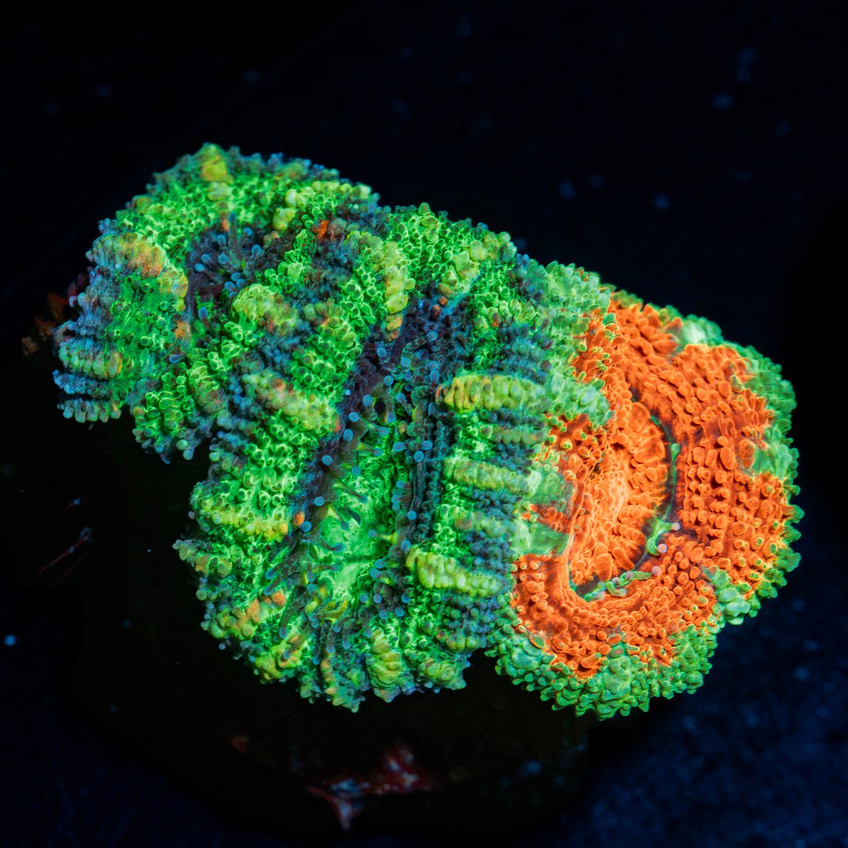 Acan Coral with fleshy polyps in reef aquarium