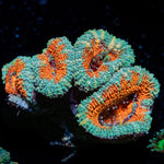 Acan Coral with fleshy polyps in reef aquarium