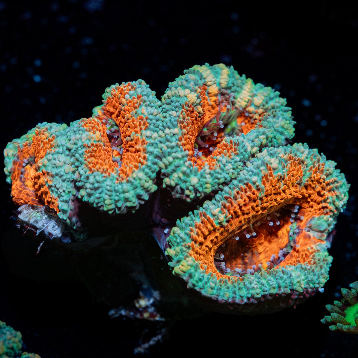 Acan Coral with fleshy polyps in reef aquarium