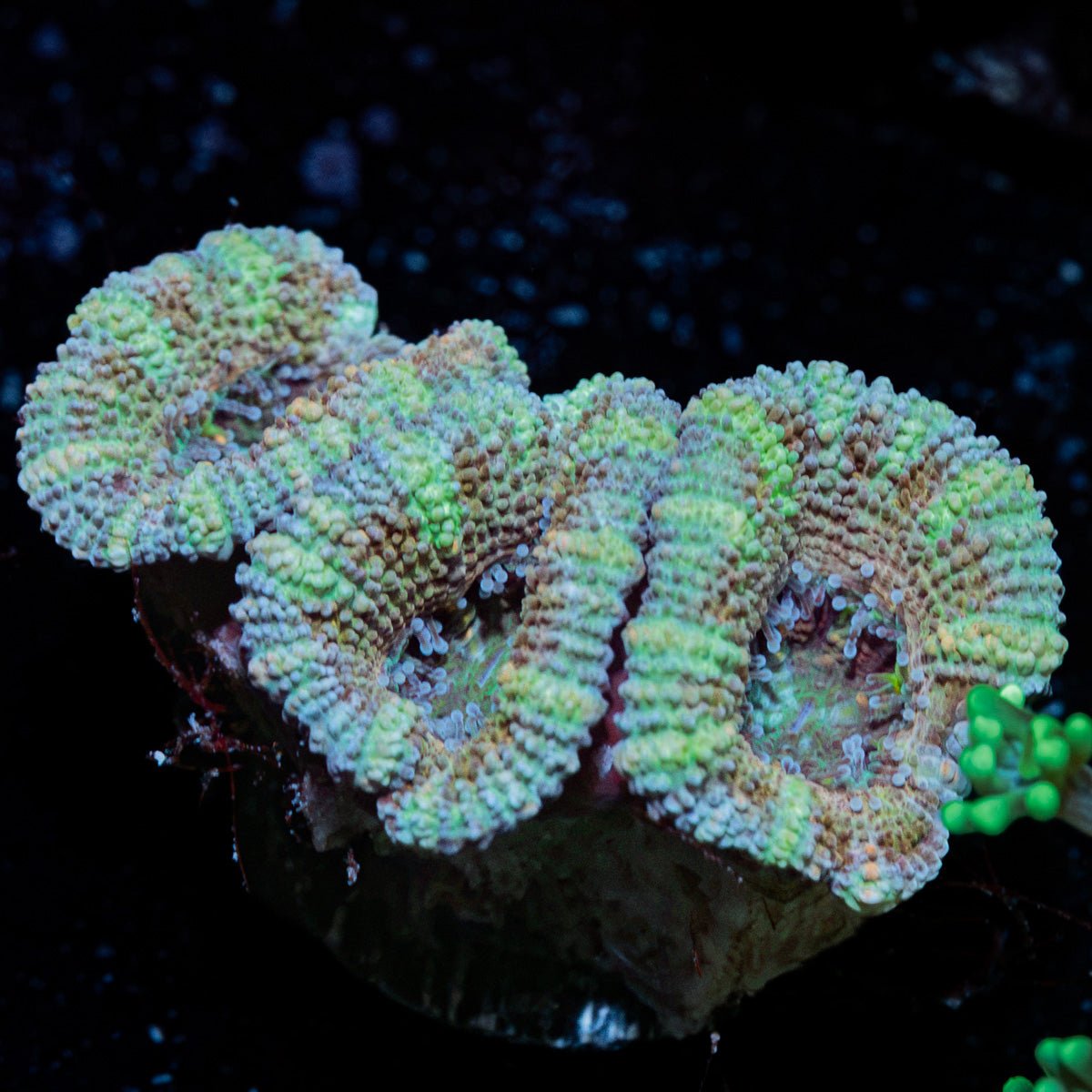 Acan Coral with fleshy polyps in reef aquarium