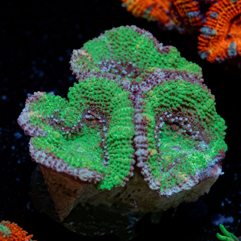 Acan Coral with fleshy polyps in reef aquarium