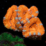 Acan Coral with fleshy polyps in reef aquarium