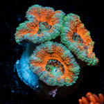 Acan Coral with fleshy polyps in reef aquarium