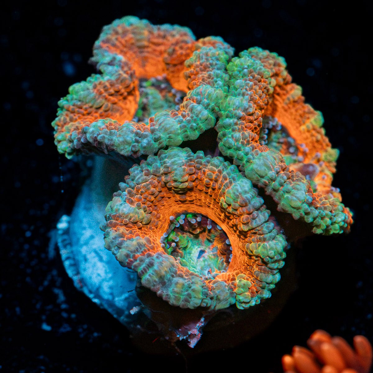 Acan Coral with fleshy polyps in reef aquarium