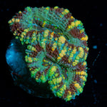 Acan Coral with fleshy polyps in reef aquarium
