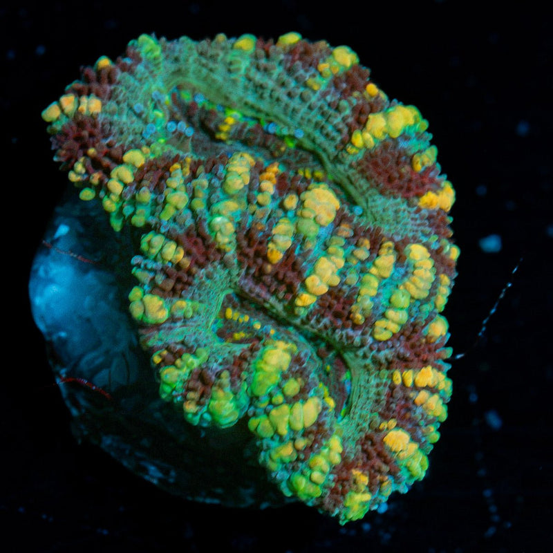 Acan Coral with fleshy polyps in reef aquarium