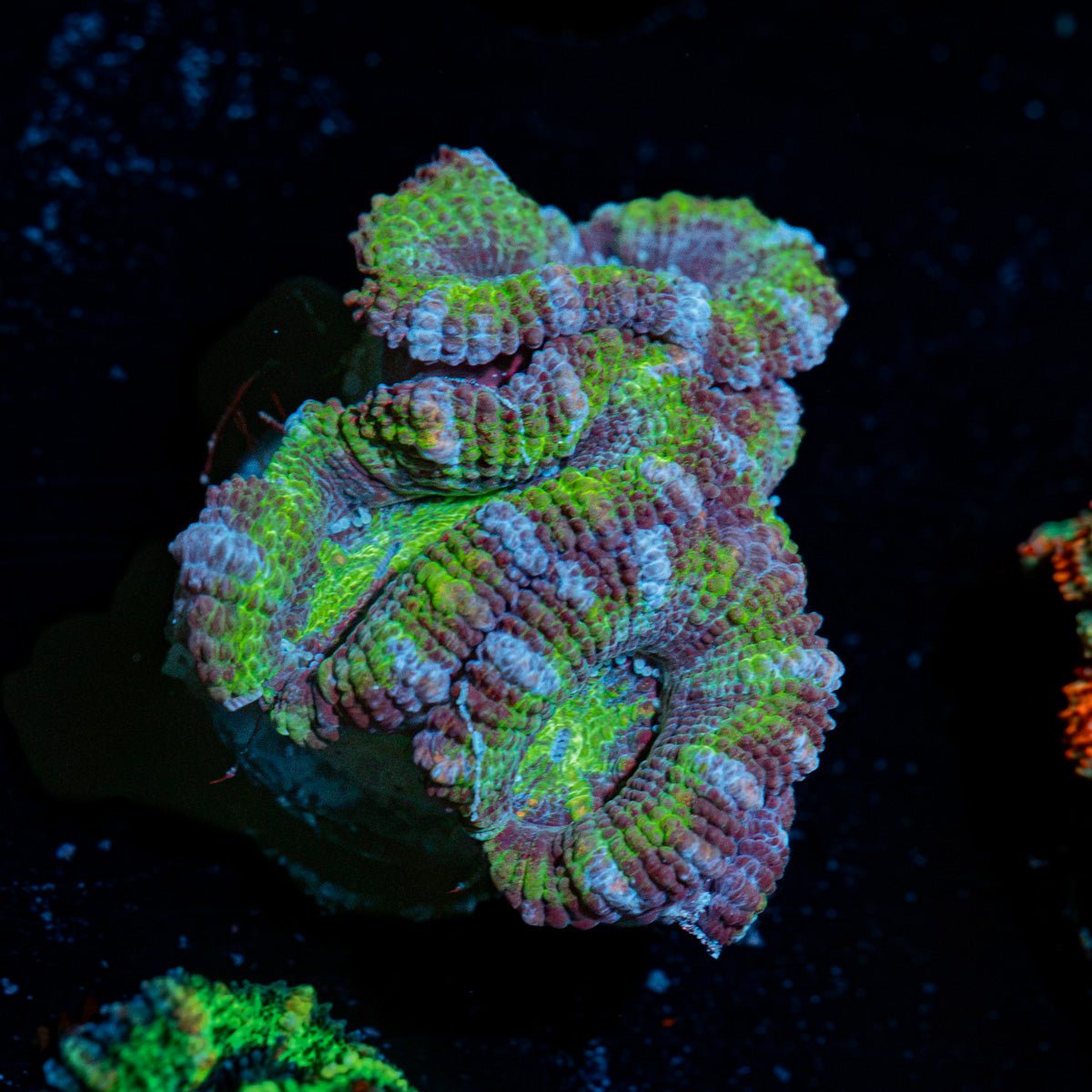 Acan Coral with fleshy polyps in reef aquarium
