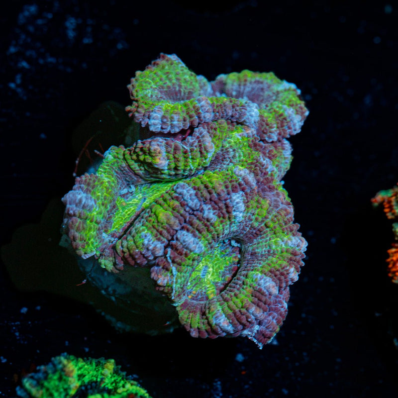 Acan Coral with fleshy polyps in reef aquarium
