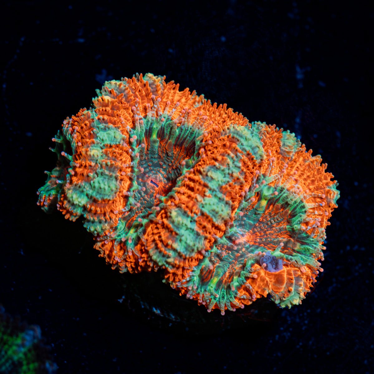 Acan Coral with fleshy polyps in reef aquarium