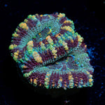 Acan Coral with fleshy polyps in reef aquarium