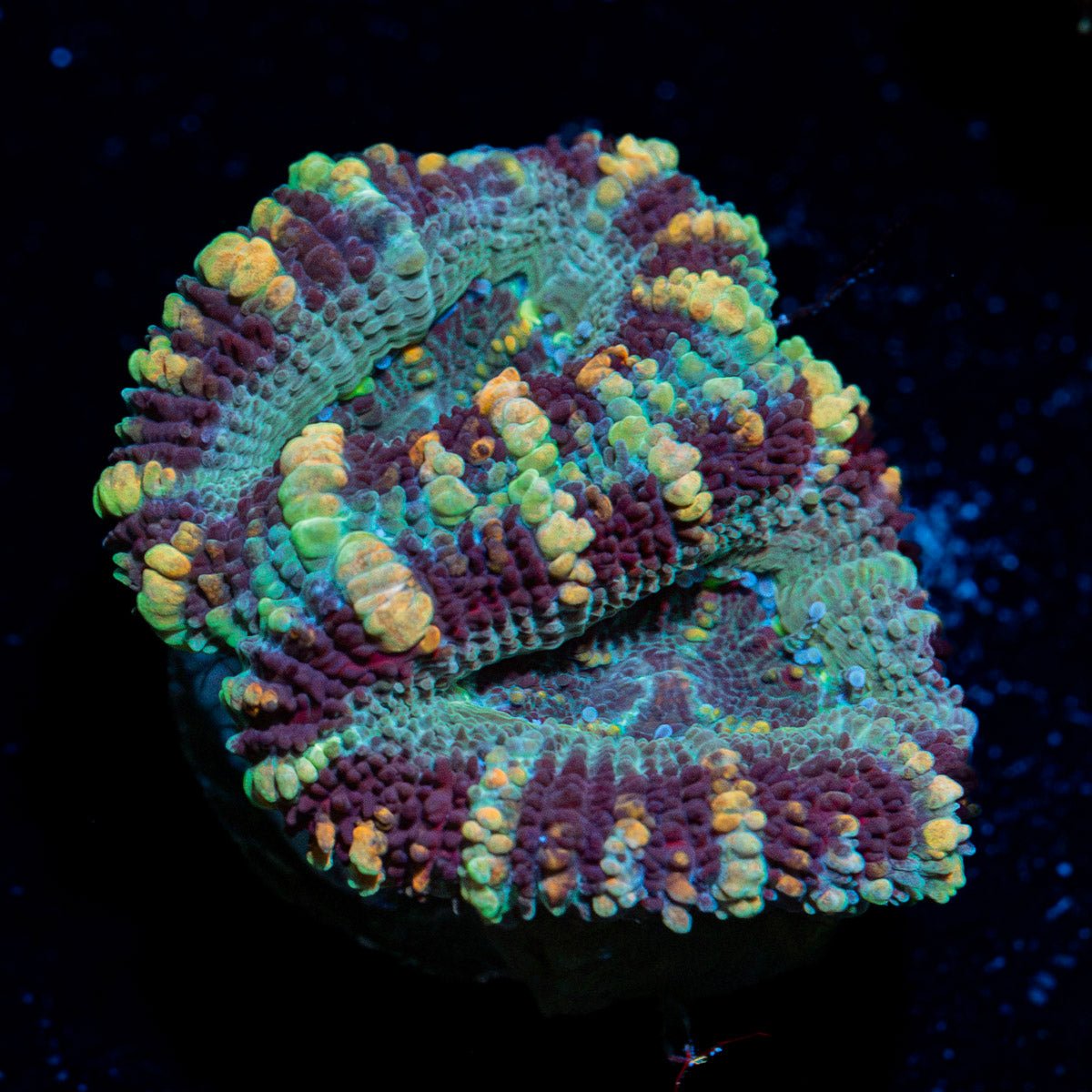 Acan Coral with fleshy polyps in reef aquarium
