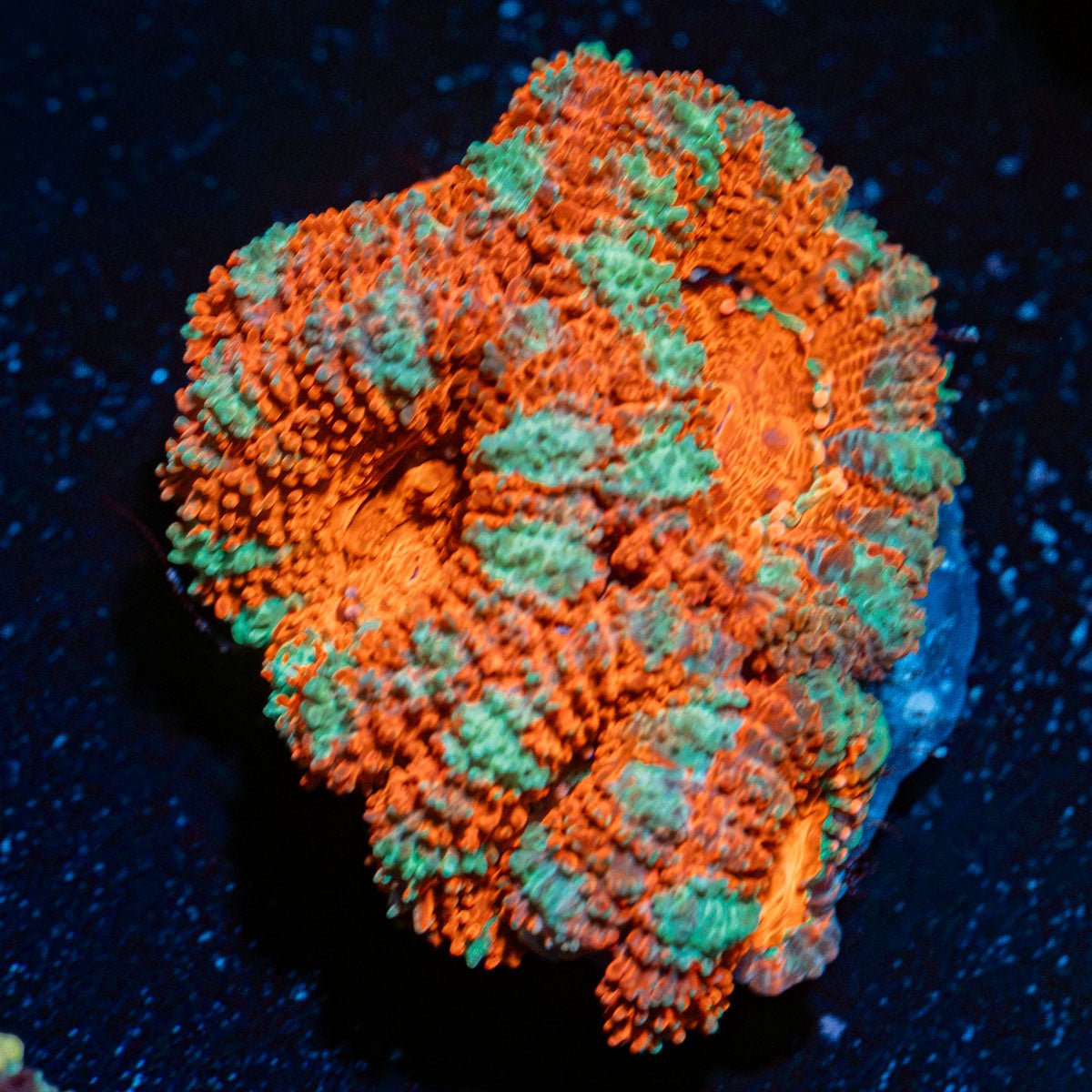 Acan Coral with fleshy polyps in reef aquarium